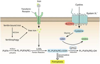 Prospects for the Role of Ferroptosis in Fluorosis